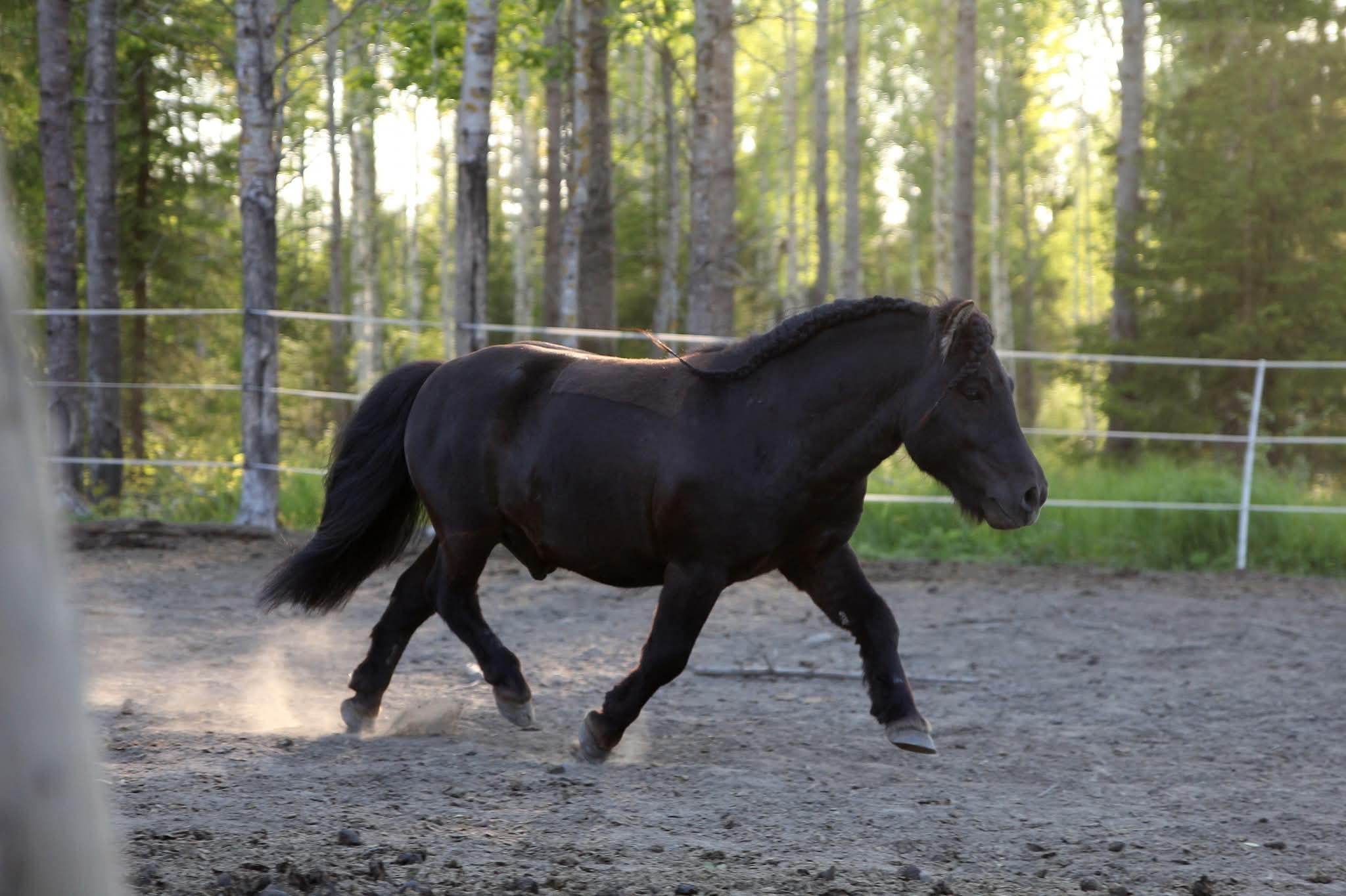 Elvis